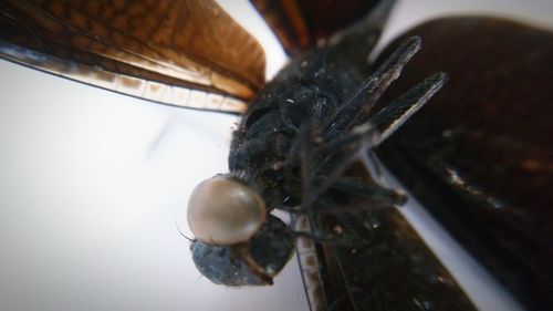 Close-up of butterfly