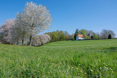 Scenic view of field against clear sky