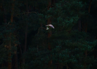 Bird flying over a forest