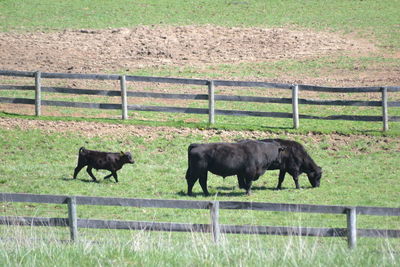 Horse grazing on field