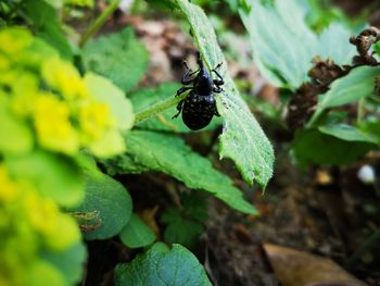 Close-up of insect on flower