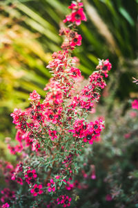 Close-up of pink flowering plants