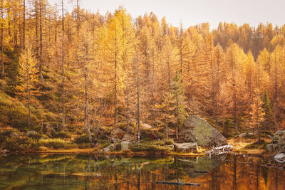 Scenic view of lake in forest during autumn