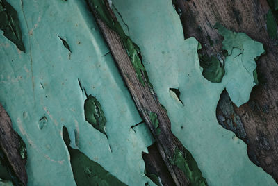 Full frame shot of old tree trunk