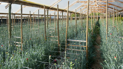 Plants growing on field