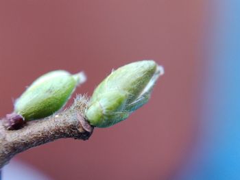 bud