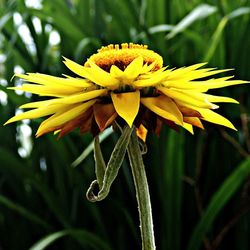 Close-up of yellow flower