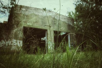 Plants and trees in grass