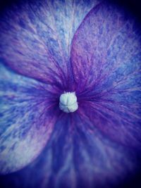 Full frame shot of purple flowering plant
