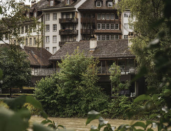 Trees and houses by street in city