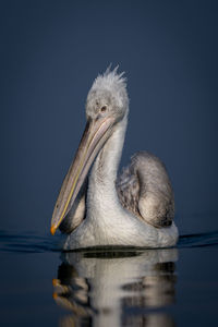 Close-up of pelican