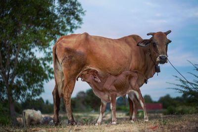 Cow standing on field against sky