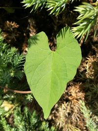Close-up of fresh green leaves