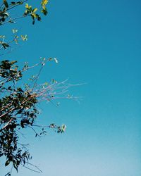 Low angle view of flowering plant against blue sky