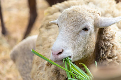 Close-up of a sheep