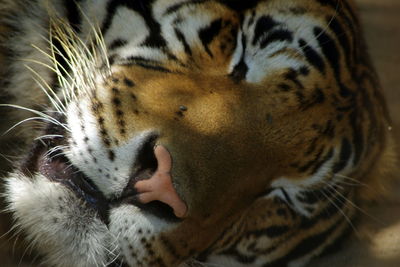 Close-up of a cat