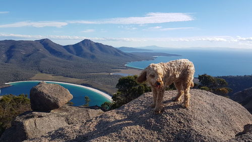 Dog on rock by lake against sky
