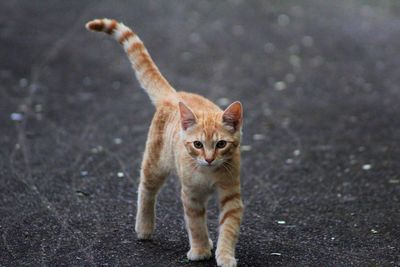Portrait of cat standing on road