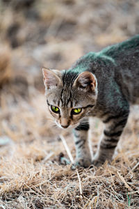 Portrait of tabby cat on field