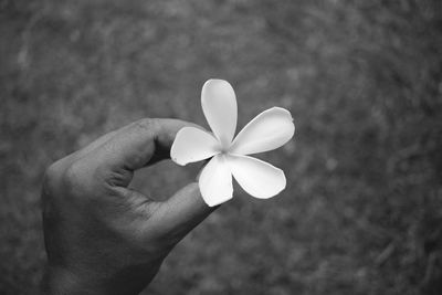 Close-up of hand holding white flower