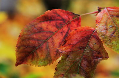 Close-up of maple leaves on plant