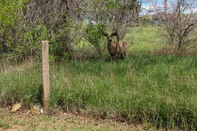 View of an animal on field