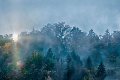 Trees in forest against sky during foggy weather