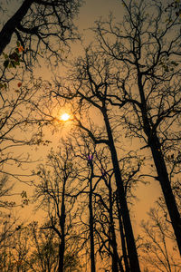 Low angle view of silhouette bare trees against sky during sunset