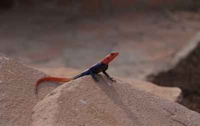 Close-up of lizard on rock