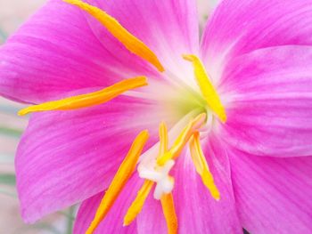 Close-up of pink hibiscus blooming outdoors