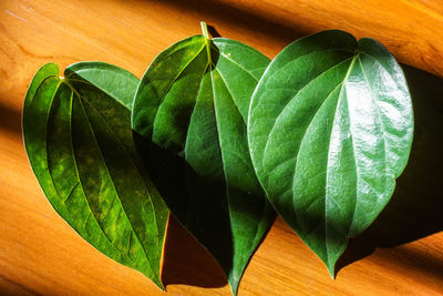 Close-up of green leaves