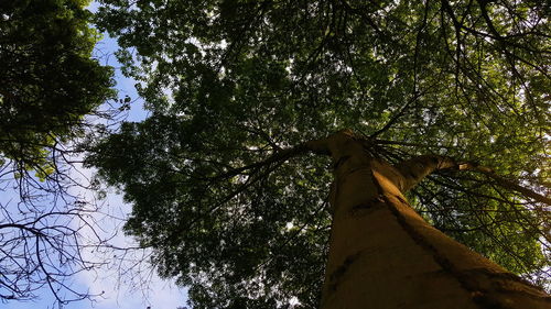 Low angle view of tree against sky