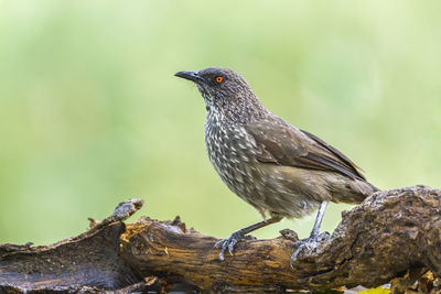 Close-up of bird perching on branch