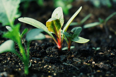 Close-up of small plant growing on field