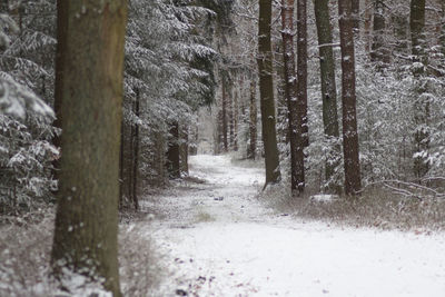 Trees in forest during winter