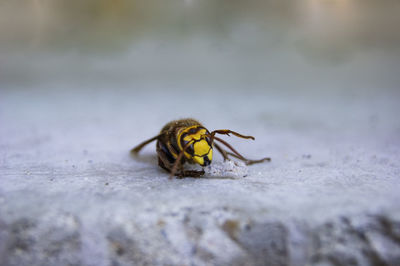 Close-up of bee