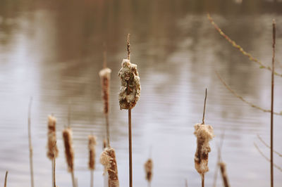 Close-up of wilted plant against lake