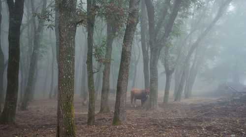 Cow amidst trees on field during foggy weather