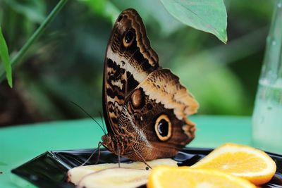 Close-up of butterfly on fruits