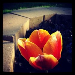 Close-up of tulips