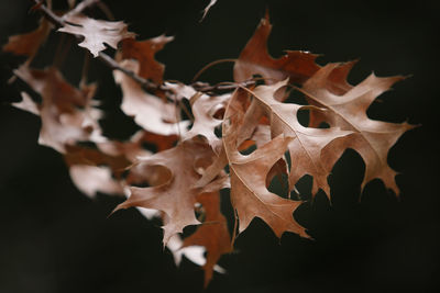 Close-up of leaf against black background