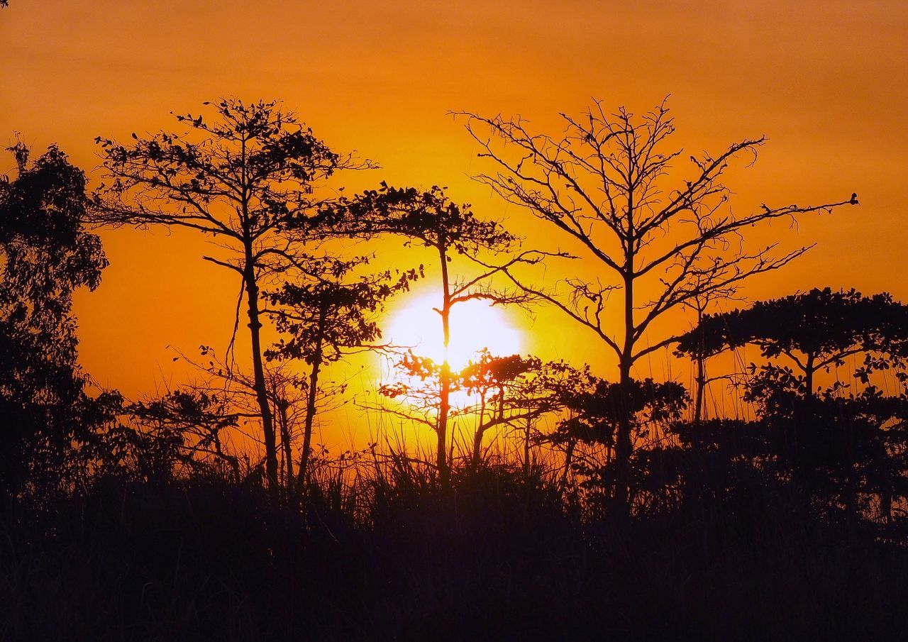 sunset, sky, plant, beauty in nature, tree, orange color, silhouette, scenics - nature, tranquil scene, tranquility, sun, nature, idyllic, no people, growth, non-urban scene, sunlight, landscape, outdoors, field, romantic sky