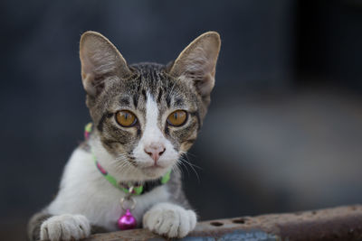 Close-up portrait of cat