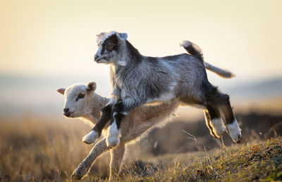 Two horses in a field