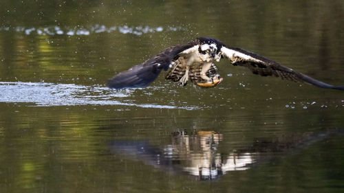 Bird flying over lake