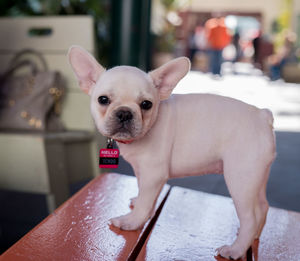 Portrait of a dog