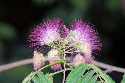 Close-up of thistle flower