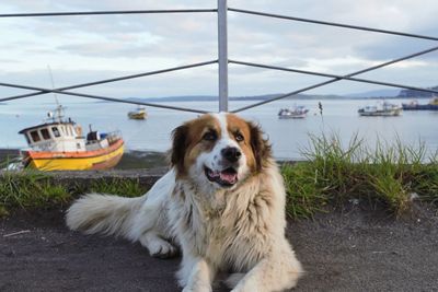 Portrait of dog standing in boat