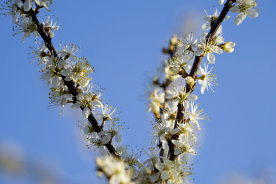 Low angle view of cherry blossom against clear sky