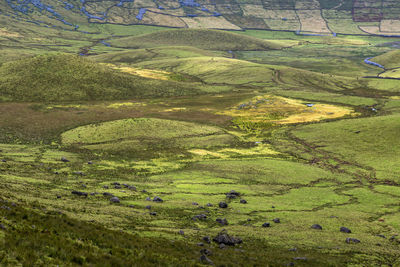 Scenic view of agricultural field